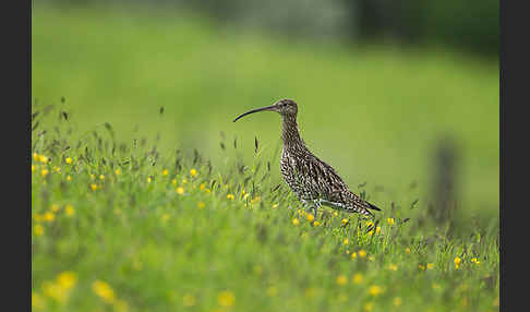 Großer Brachvogel (Numenius arquata)