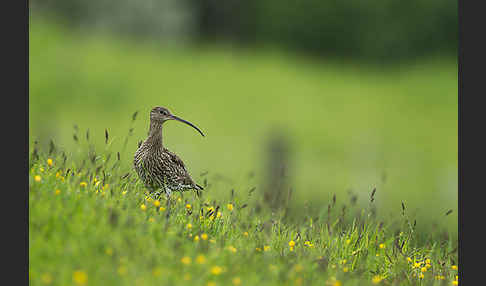 Großer Brachvogel (Numenius arquata)