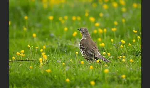 Misteldrossel (Turdus viscivorus)