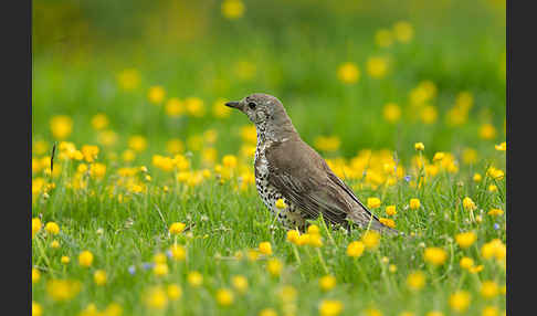 Misteldrossel (Turdus viscivorus)