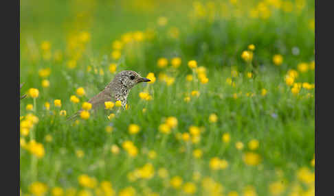 Misteldrossel (Turdus viscivorus)