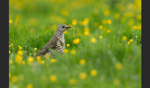Misteldrossel (Turdus viscivorus)