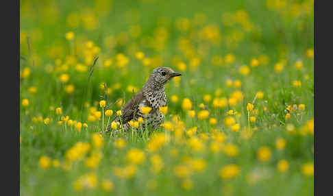 Misteldrossel (Turdus viscivorus)