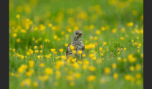 Misteldrossel (Turdus viscivorus)