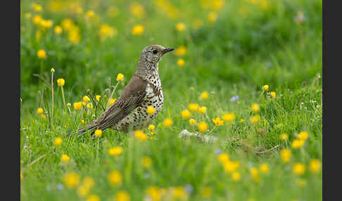 Misteldrossel (Turdus viscivorus)