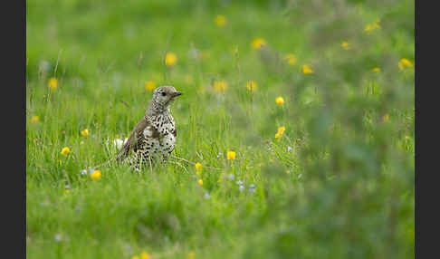 Misteldrossel (Turdus viscivorus)