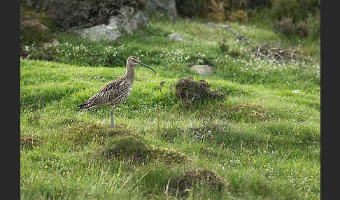 Großer Brachvogel (Numenius arquata)