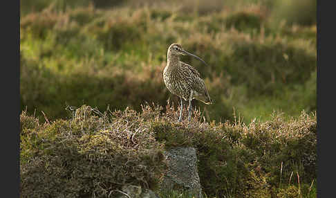 Großer Brachvogel (Numenius arquata)