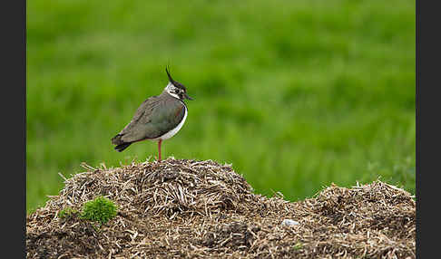 Kiebitz (Vanellus vanellus)