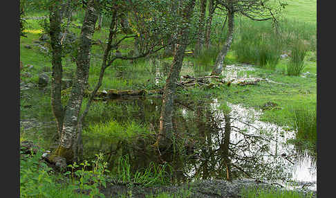 Moor-Birke (Betula pubescens)