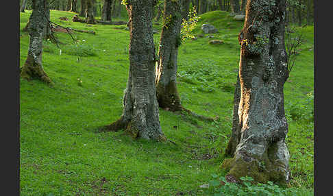 Moor-Birke (Betula pubescens)