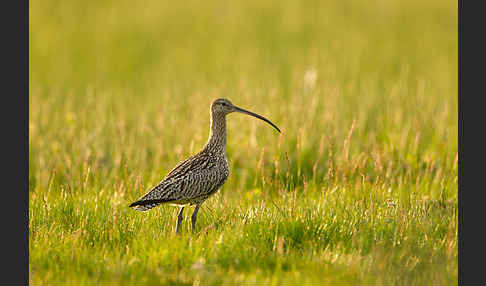 Großer Brachvogel (Numenius arquata)