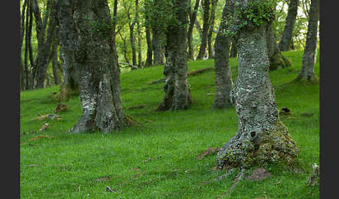 Moor-Birke (Betula pubescens)