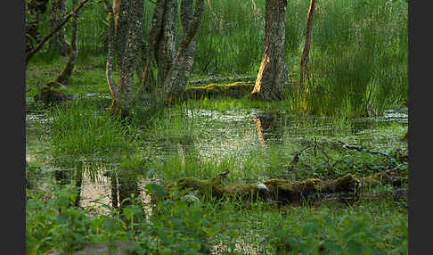 Moor-Birke (Betula pubescens)