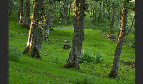 Moor-Birke (Betula pubescens)