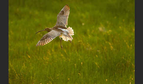 Großer Brachvogel (Numenius arquata)