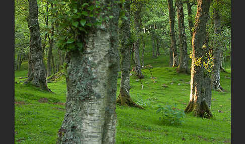 Moor-Birke (Betula pubescens)