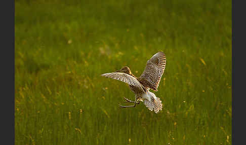 Großer Brachvogel (Numenius arquata)