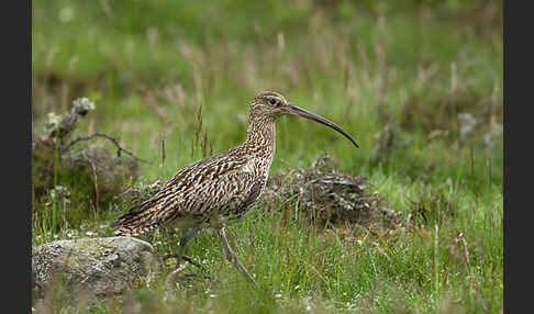 Großer Brachvogel (Numenius arquata)