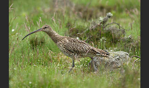 Großer Brachvogel (Numenius arquata)