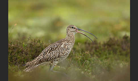 Großer Brachvogel (Numenius arquata)