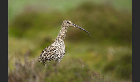 Großer Brachvogel (Numenius arquata)