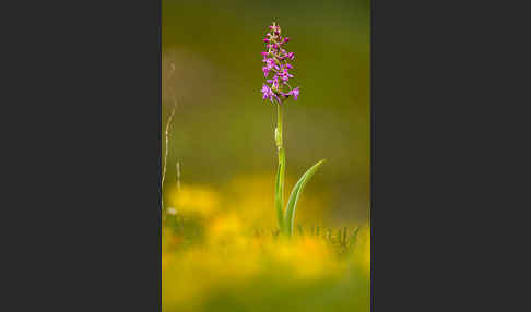 Große Händelwurz (Gymnadenia conopsea)