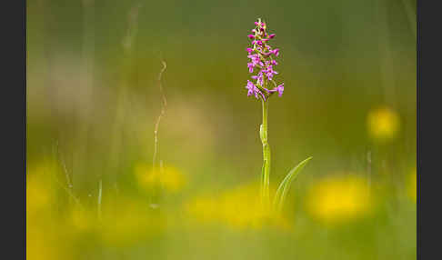 Große Händelwurz (Gymnadenia conopsea)