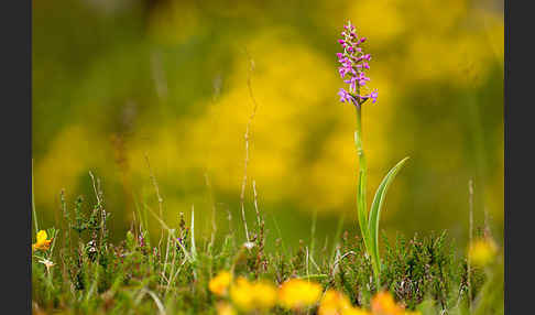 Große Händelwurz (Gymnadenia conopsea)