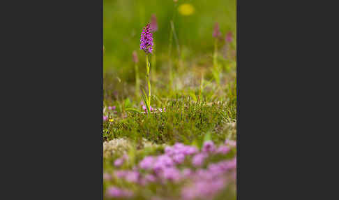 Große Händelwurz (Gymnadenia conopsea)