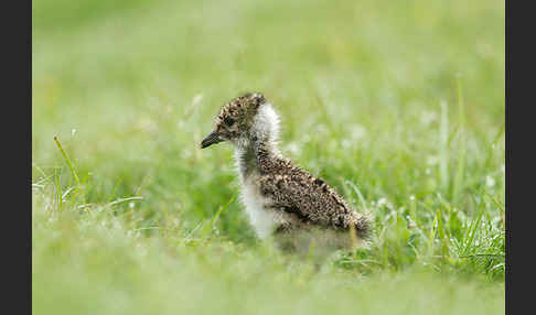 Kiebitz (Vanellus vanellus)