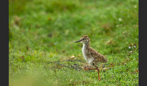 Großer Brachvogel (Numenius arquata)