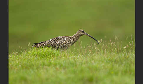 Großer Brachvogel (Numenius arquata)