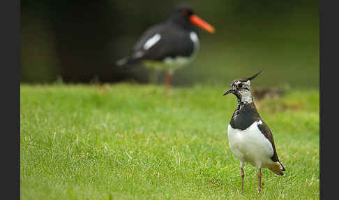 Kiebitz (Vanellus vanellus)