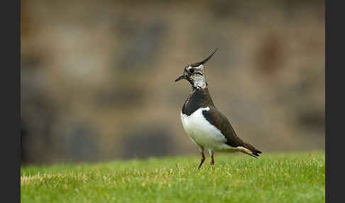 Kiebitz (Vanellus vanellus)