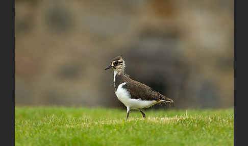 Kiebitz (Vanellus vanellus)