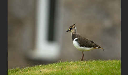 Kiebitz (Vanellus vanellus)