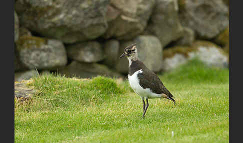 Kiebitz (Vanellus vanellus)