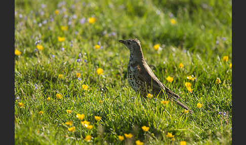 Misteldrossel (Turdus viscivorus)