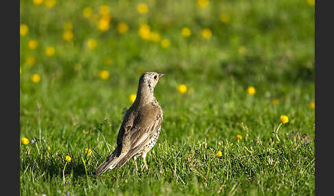 Misteldrossel (Turdus viscivorus)