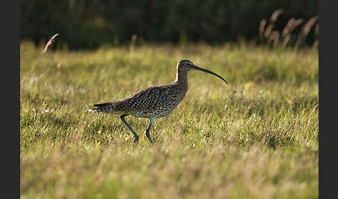 Großer Brachvogel (Numenius arquata)