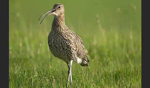 Großer Brachvogel (Numenius arquata)