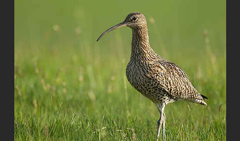 Großer Brachvogel (Numenius arquata)