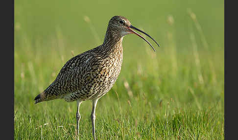 Großer Brachvogel (Numenius arquata)