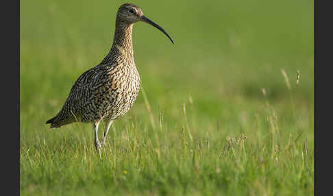 Großer Brachvogel (Numenius arquata)