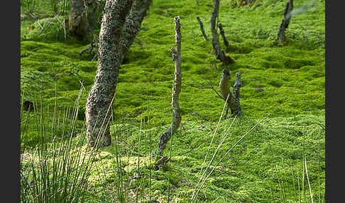 Moor-Birke (Betula pubescens)