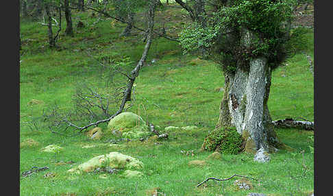 Moor-Birke (Betula pubescens)