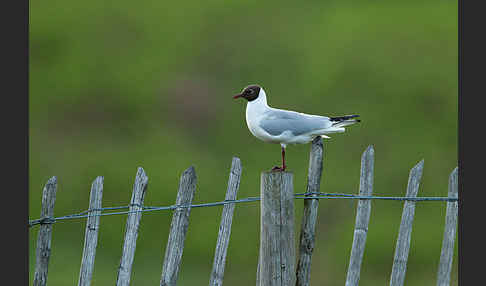 Lachmöwe (Larus ridibundus)