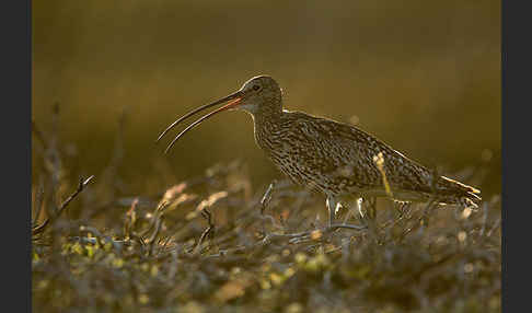 Großer Brachvogel (Numenius arquata)