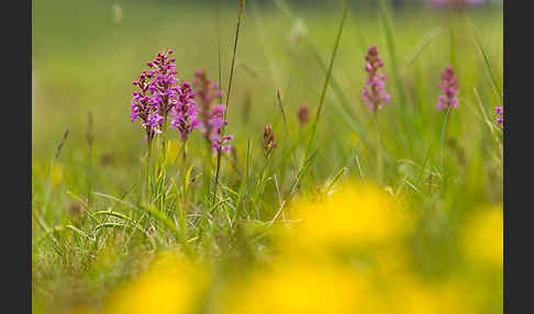 Große Händelwurz (Gymnadenia conopsea)